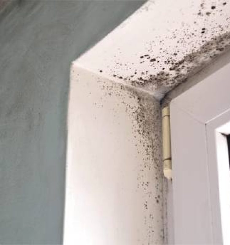 Mold growth. Mould spores thrive on moisture. Mold spores can quickly grow into colonies when exposed to water